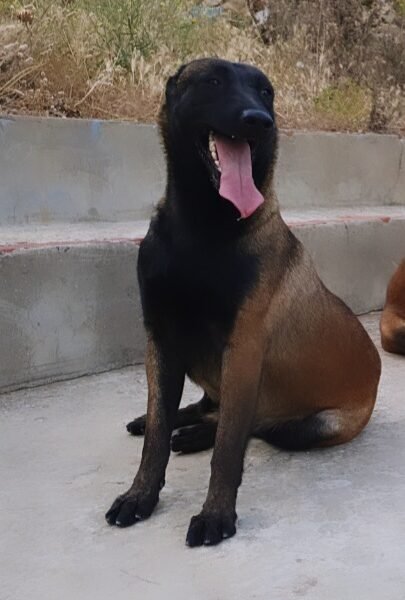 MALINOIS CHARBONE - Petites Annonces du Maroc