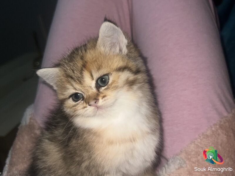 British cats à vendre - Chat à vendre Maroc