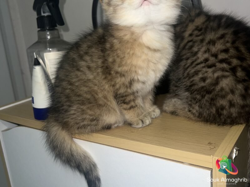 British cats à vendre - Chat à vendre Maroc