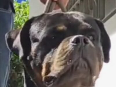 Chiens Rottweiler pedigree à vendre - Petites Annonces Animaux au Maroc