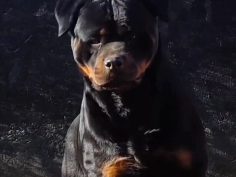 Femelle Rottweiler Pedigree à vendre