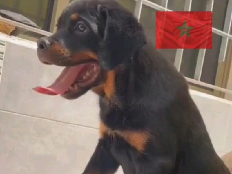 Chiot Rottweiler à vendre (Pedigree)