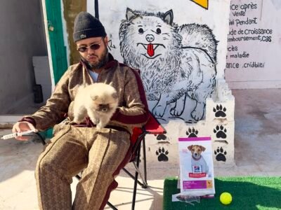 Spitz - chien à vendre Maroc