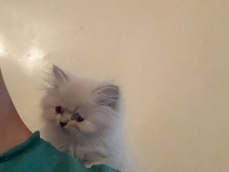 Chaton persan 2 mois - Chat à vendre Maroc