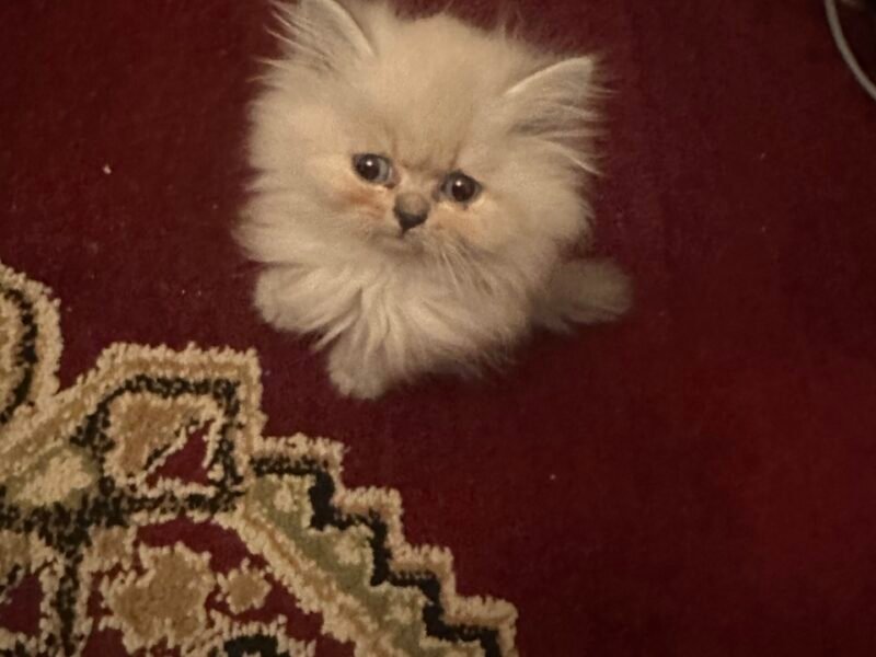 Chaton persan 2 mois - Chat à vendre Maroc