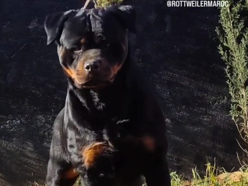 Rottweiler, pedigree confirmé, à vendre