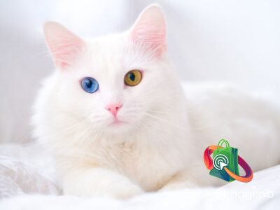 Un très joli chat angora - Chat à vendre Maroc