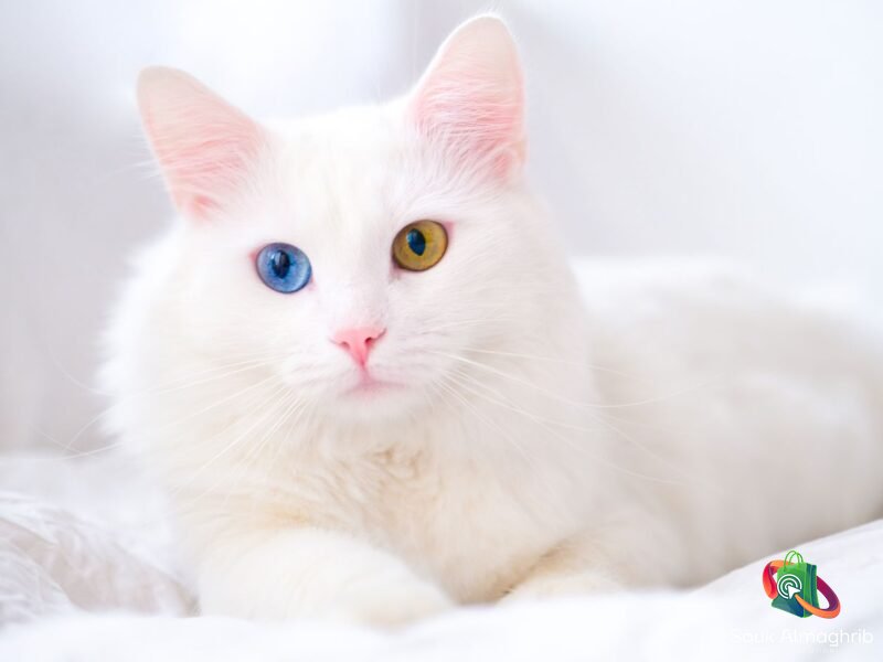 Un très joli chat angora - Chat à vendre Maroc