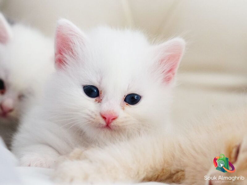 Un très joli chat angora - Chat à vendre Maroc