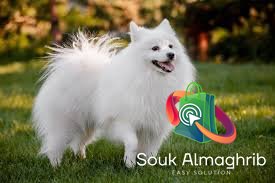 Des très beaux chiens spritz - chien à vendre Maroc