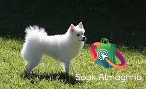 Des très beaux chiens spritz - chien à vendre Maroc