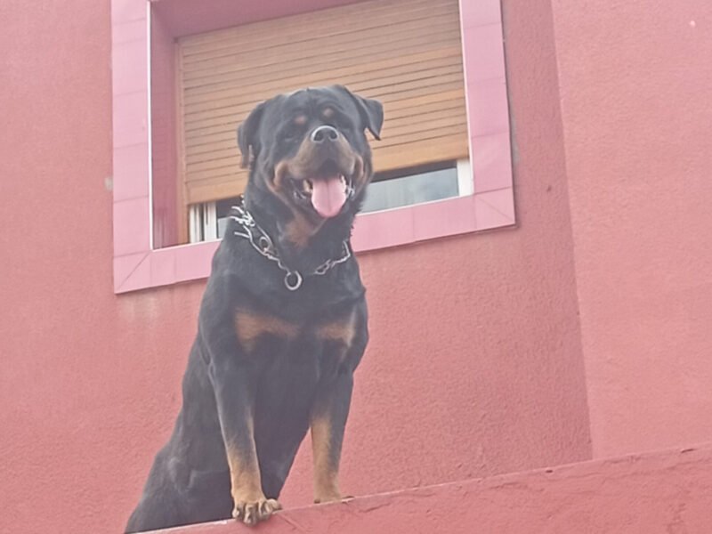 Male rottweiler pedigree - Annonce au Maroc سوق المغرب