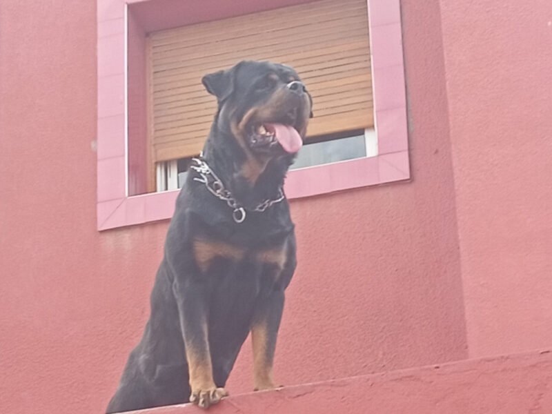 Male rottweiler pedigree - Annonce au Maroc سوق المغرب