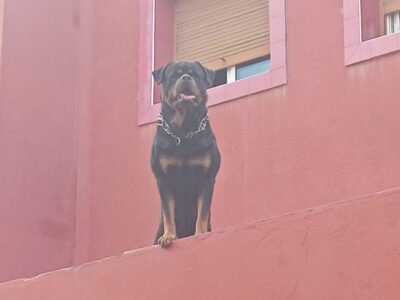 Male rottweiler pedigree - Annonce au Maroc سوق المغرب