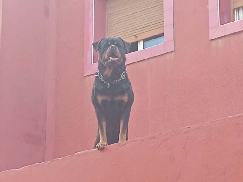 Male rottweiler pedigree - Annonce au Maroc سوق المغرب