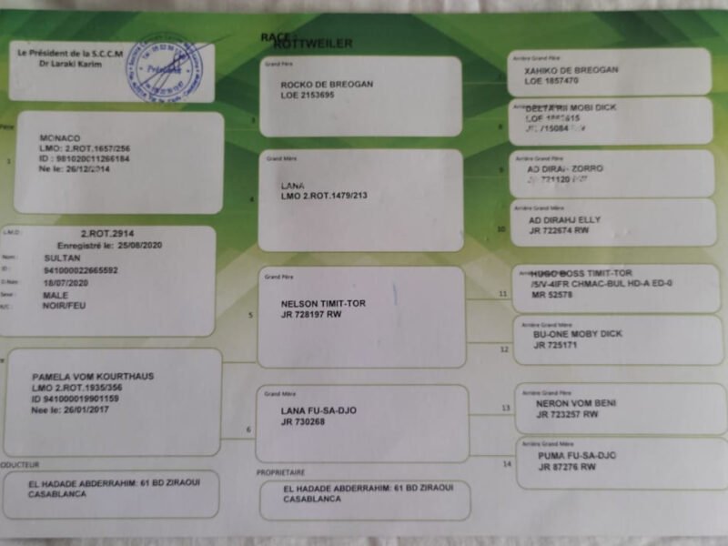 Male rottweiler pedigree - Annonce au Maroc سوق المغرب