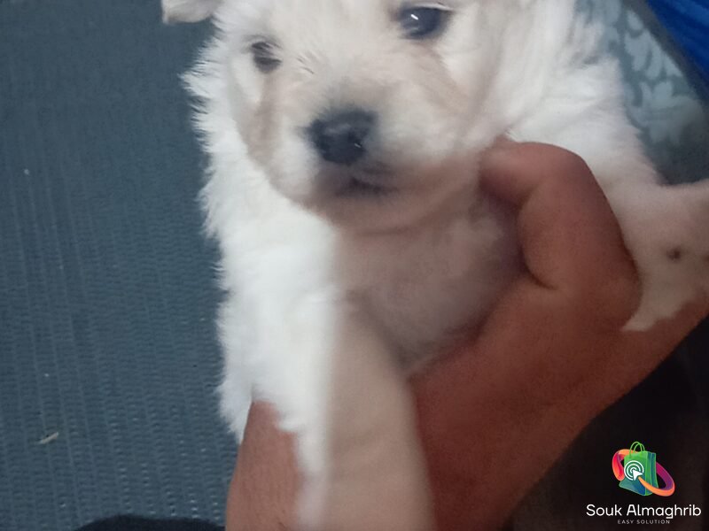 Super chiots bichon maltais - Annonce au Maroc سوق المغرب