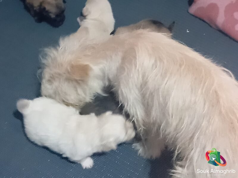 Super chiots bichon maltais - Annonce au Maroc سوق المغرب