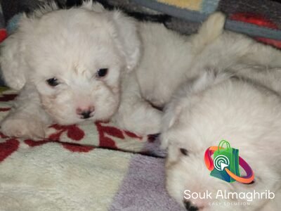 Super chiots bichon maltais - Annonce au Maroc سوق المغرب