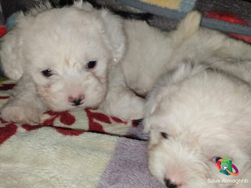 Super chiots bichon maltais - Annonce au Maroc سوق المغرب