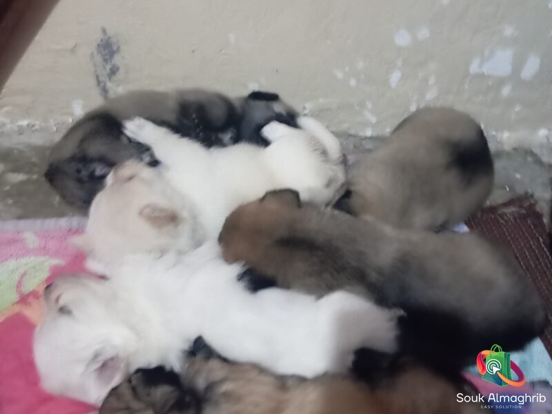 Super chiots bichon maltais - Annonce au Maroc سوق المغرب