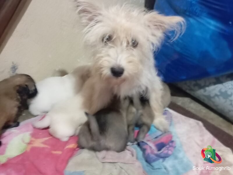 Super chiots bichon maltais - Annonce au Maroc سوق المغرب