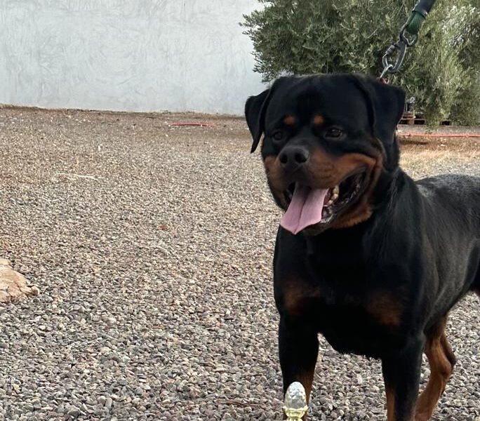 Chiots Rottweiler Pédigrée - Annonce au Maroc سوق المغرب