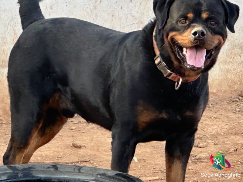 Chiots Rottweiler Pédigrée - Annonce au Maroc سوق المغرب