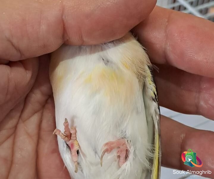 Chardonneret - سوق المغرب