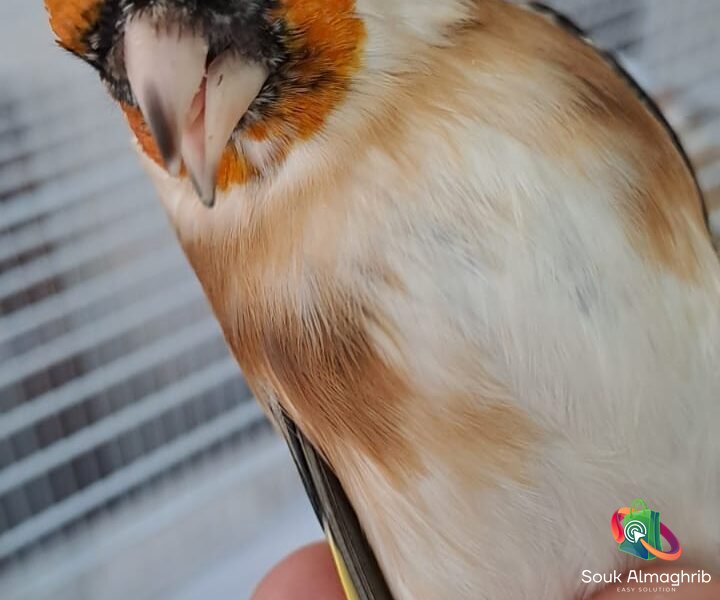 Chardonneret - سوق المغرب