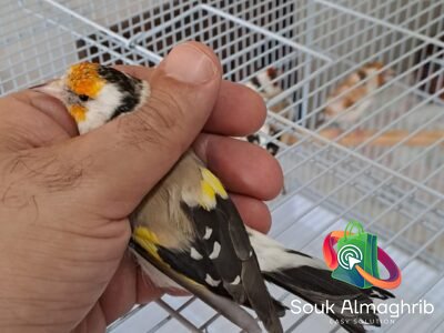 Chardonneret - سوق المغرب