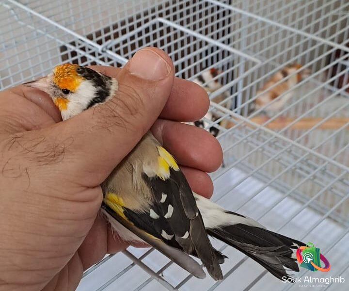 Chardonneret - سوق المغرب