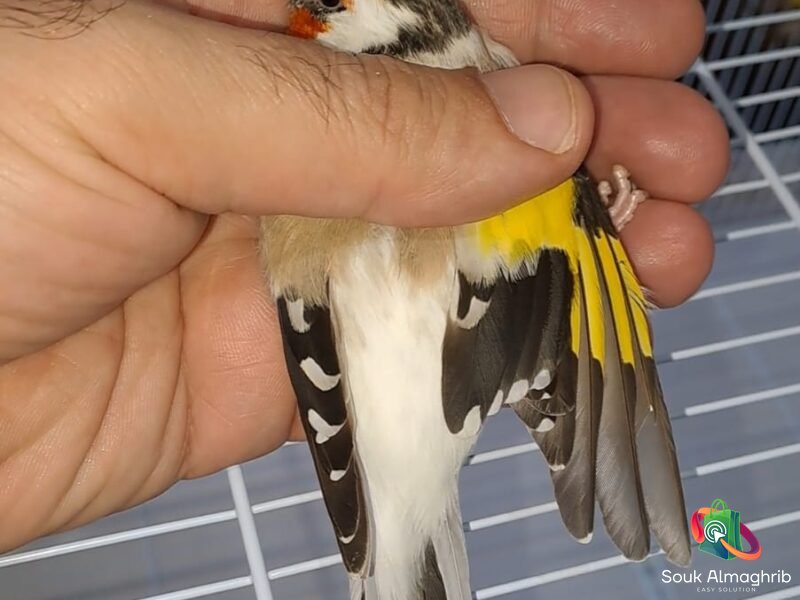 Chardonneret - سوق المغرب