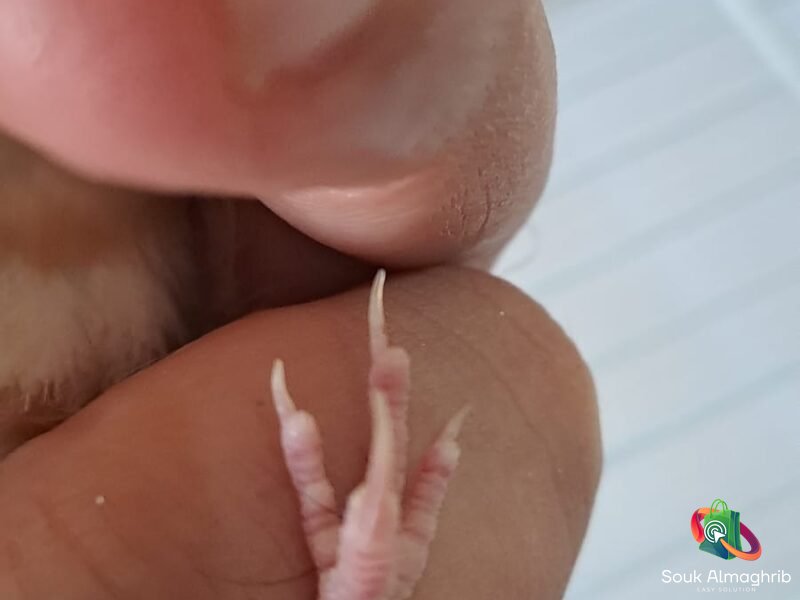 Chardonneret - سوق المغرب