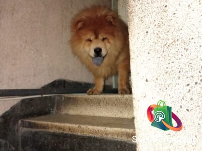 Male chow chow pure race 19mois - chien à vendre Maroc