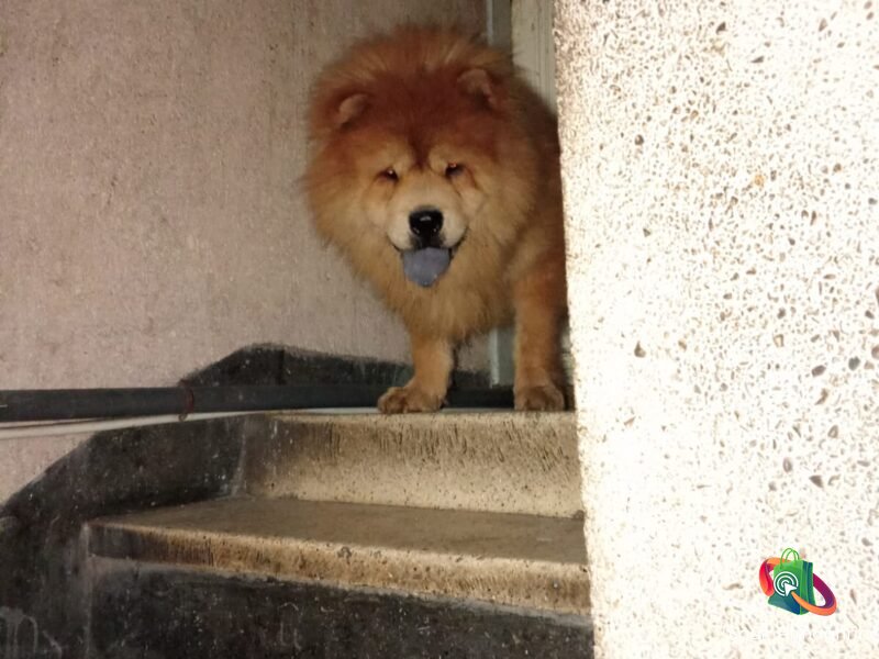 Male chow chow pure race 19mois - chien à vendre Maroc