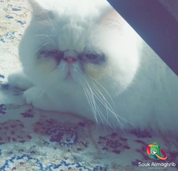 Chat persan exotic - Chat à vendre Maroc