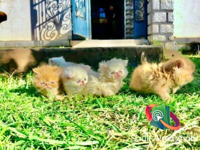 Chat persan exotic - Chat à vendre Maroc