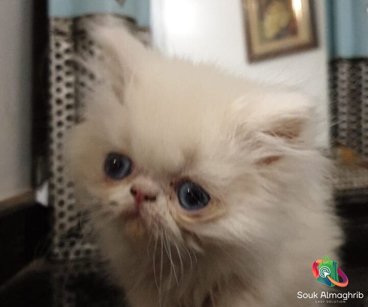 Chat persan exotic - Chat à vendre Maroc