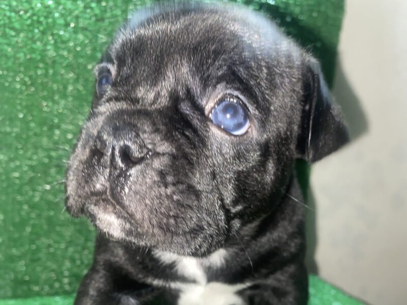 Bully américain - chien à vendre Maroc