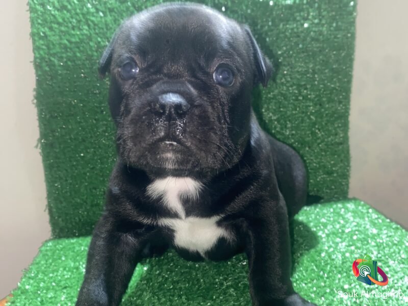 Bully américain - chien à vendre Maroc