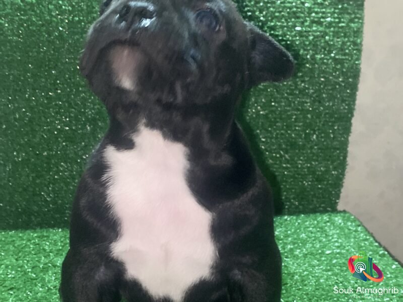 Bully américain - chien à vendre Maroc