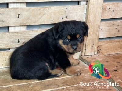 Chiots Rottweiler Pédigrée - Annonce au Maroc سوق المغرب