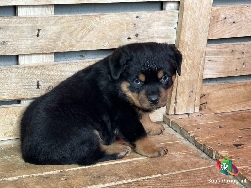 Chiots Rottweiler Pédigrée - Annonce au Maroc سوق المغرب