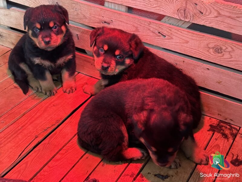 Chiots Rottweiler Pédigrée - Annonce au Maroc سوق المغرب