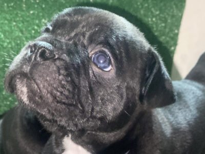 Bully américain - chien à vendre Maroc