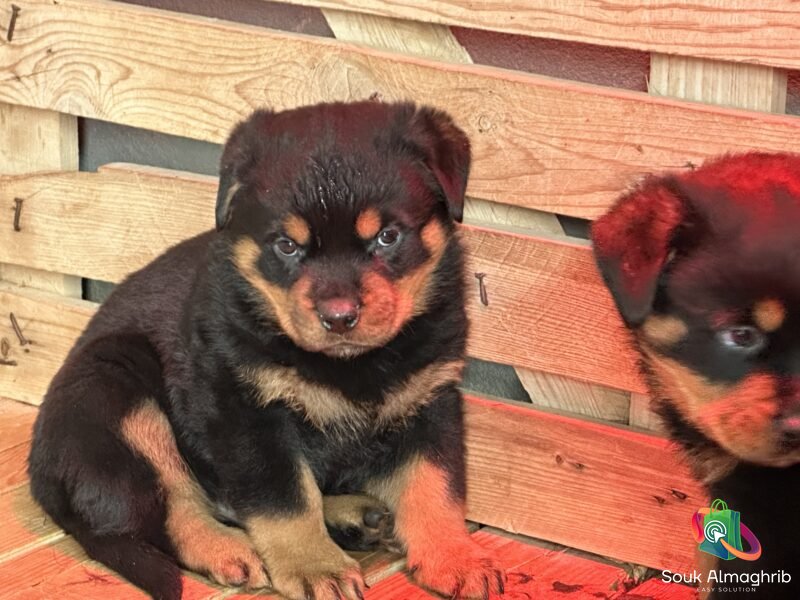 Chiots Rottweiler Pédigrée - Annonce au Maroc سوق المغرب