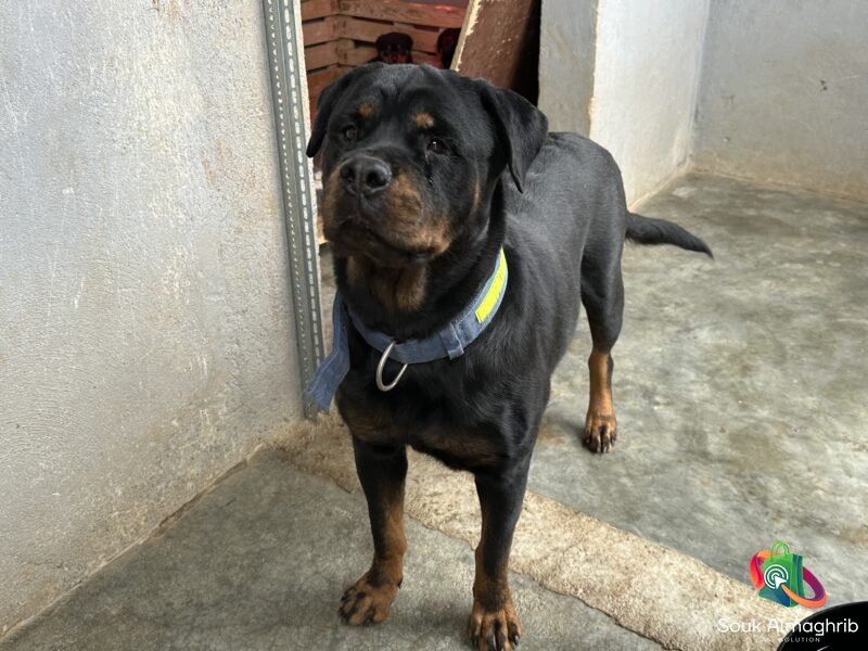 Chiots Rottweiler Pédigrée - Annonce au Maroc سوق المغرب