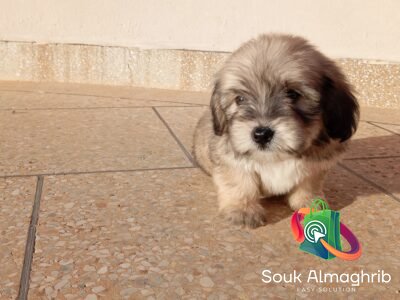 Bichons maltais - Petites annonces d'animaux au Maroc