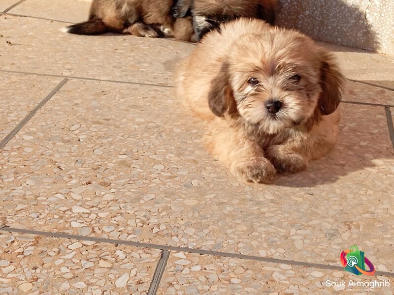 Bichons maltais - Petites annonces d'animaux au Maroc